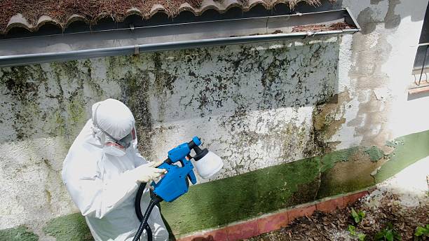 Top rated local Mold Remediation specialists in Vienna, GA